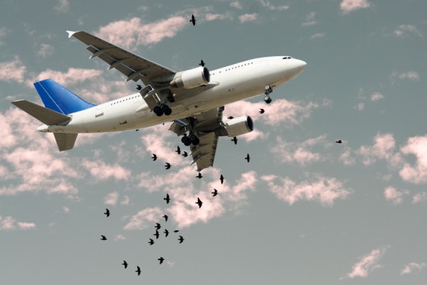 Bird Hits Planes: Tips for Seamless Flying in Aviation